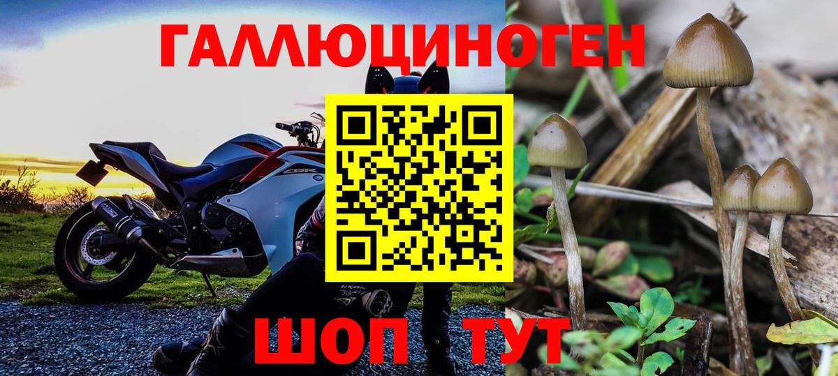 Псилоцибиновые грибы прущие грибы Вольск
